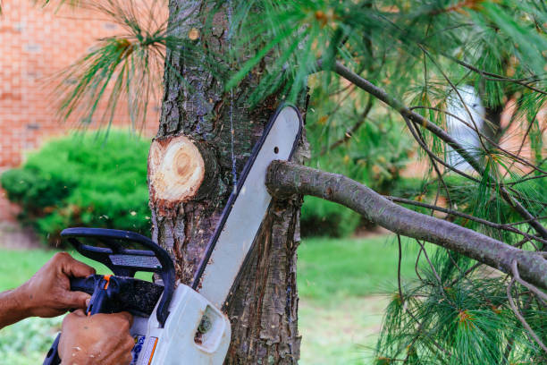 Best Tree Trimming and Pruning  in Poquoson, VA